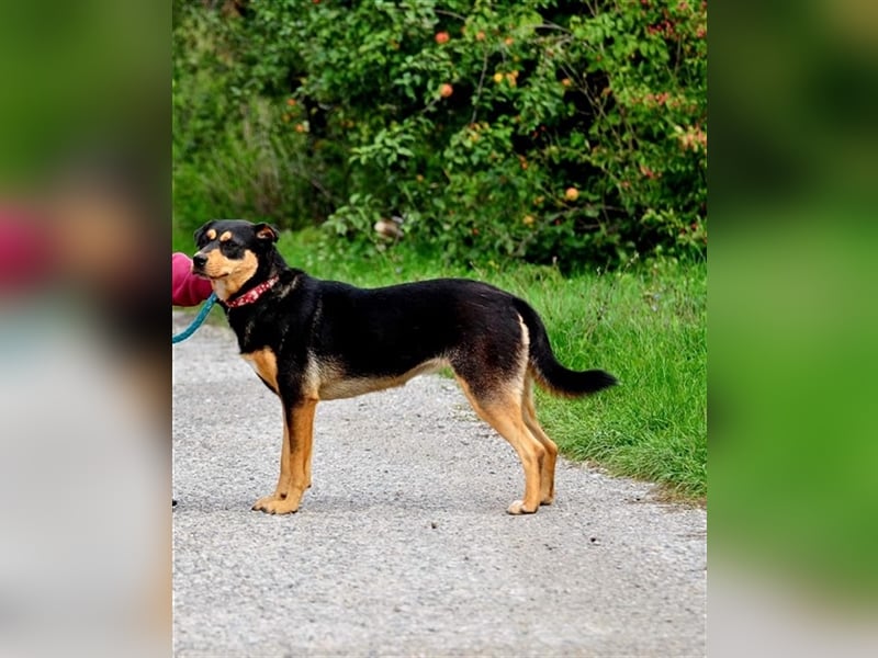 Aira sucht ein ruhiges, erfahrenes Zuhause
