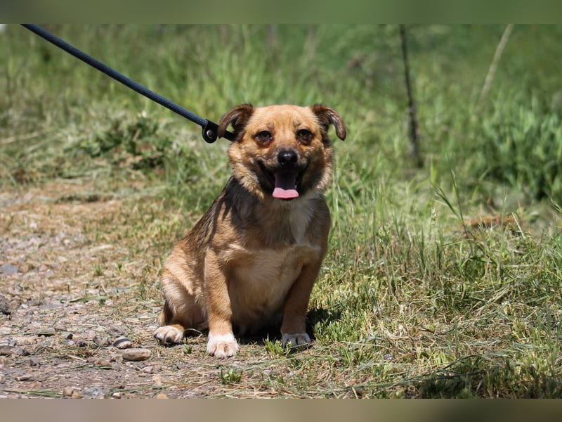 Manka: Mischlingshündin ca. 2,5 Jahre z.zt. in Ungarn