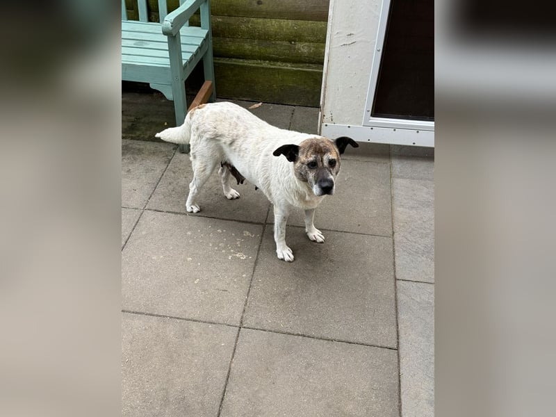 ♥NANCY♥ neu auf Pflegest bei Köln - unglaublich liebe, sanfte, ruhige und unkomplizierte Hündin 44cm