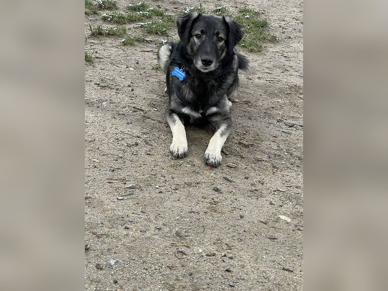 ♥ALITA♥ Pflegestelle dringend gesucht - wunderschöne, aufgeschlossene Herdenschutz-Mix-Hündin 59 cm