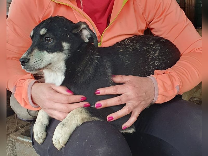 ♥LEVIA♥ süße, hübsche, noch etwas zurückhaltende Juniorin 39 cm (wachsend)
