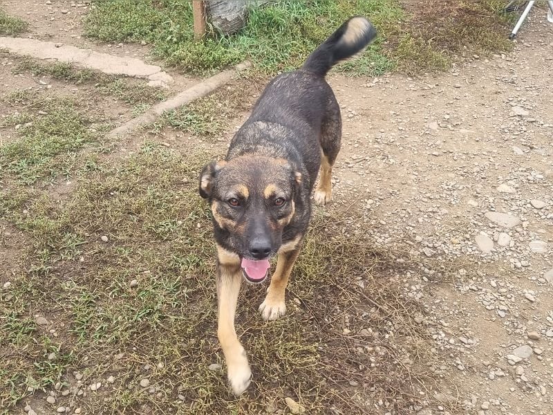 ♥CLIO♥ sehr menschenbezogene und zutrauliche Schmusebacke, die mal angefahren wurde 48 cm