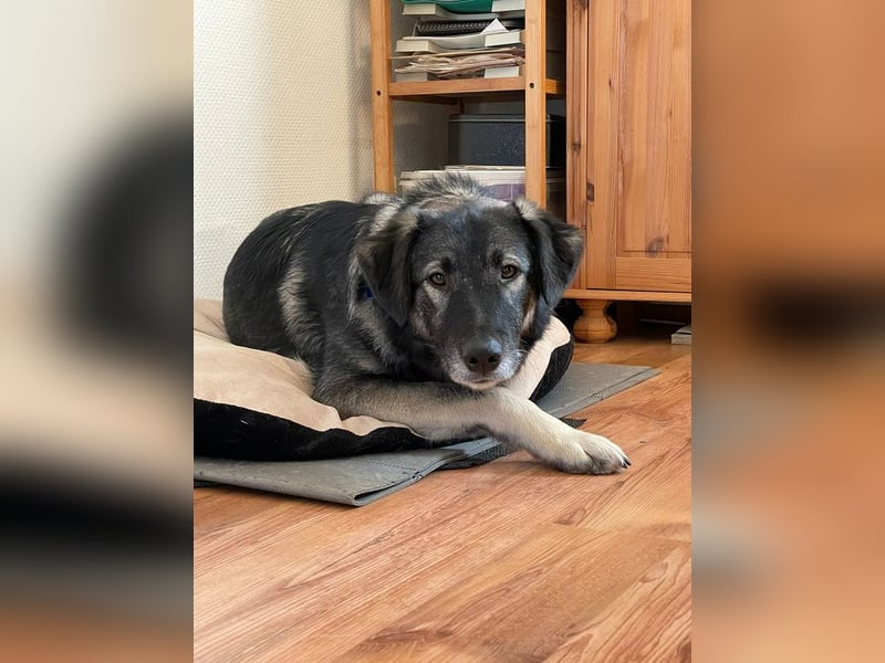 ♥ALITA♥ Pflegestelle dringend gesucht - wunderschöne, aufgeschlossene Herdenschutz-Mix-Hündin 59 cm