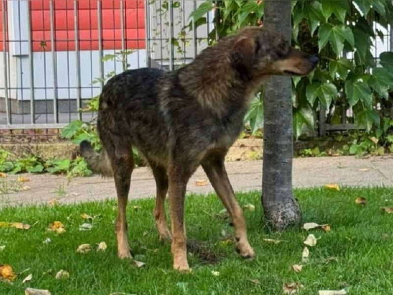 ♥FABIENNE♥ auf Pflegestelle bei Köln - sanfte, ruhige, noch etwas unsichere Hündin 53 cm
