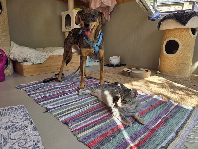 ♥FABIENNE♥ auf Pflegestelle bei Köln - sanfte, ruhige, noch etwas unsichere Hündin 53 cm