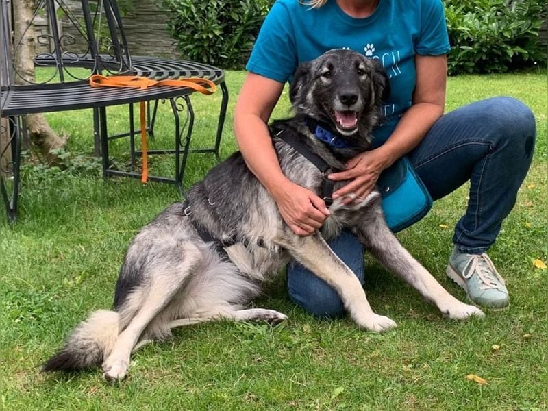 ♥ALITA♥ Pflegestelle dringend gesucht - wunderschöne, aufgeschlossene Herdenschutz-Mix-Hündin 59 cm