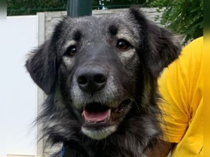 ♥ALITA♥ Pflegestelle dringend gesucht - wunderschöne, aufgeschlossene Herdenschutz-Mix-Hündin 59 cm