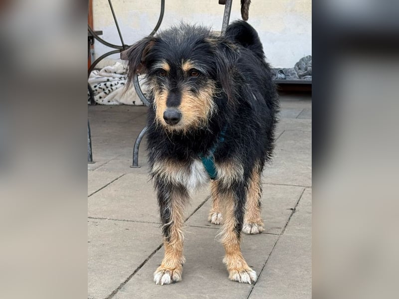 ♥PENNY♥ auf Pflegestelle in Köln - süße, anfangs noch vorsichtige Hündin 53 cm
