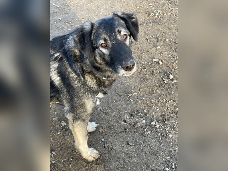 ♥ALITA♥ Pflegestelle dringend gesucht - wunderschöne, aufgeschlossene Herdenschutz-Mix-Hündin 59 cm