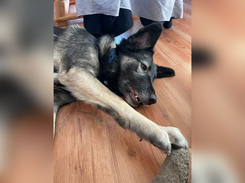 ♥ALITA♥ Pflegestelle dringend gesucht - wunderschöne, aufgeschlossene Herdenschutz-Mix-Hündin 59 cm