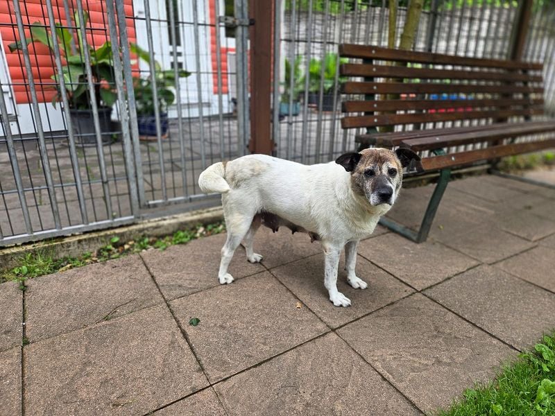 ♥NANCY♥ neu auf Pflegest bei Köln - unglaublich liebe, sanfte, ruhige und unkomplizierte Hündin 44cm