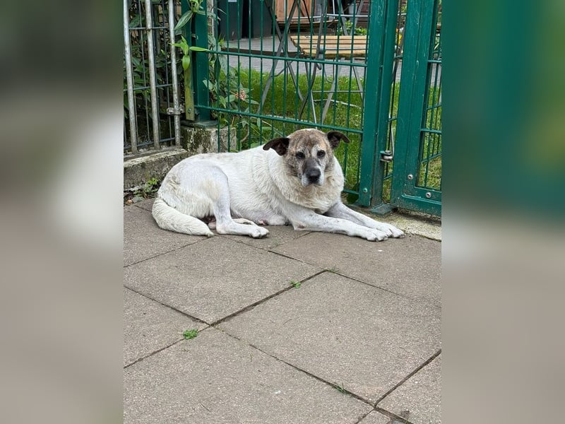 ♥NANCY♥ neu auf Pflegest bei Köln - unglaublich liebe, sanfte, ruhige und unkomplizierte Hündin 44cm