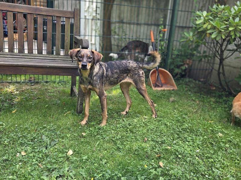 ♥FABIENNE♥ auf Pflegestelle bei Köln - sanfte, ruhige, noch etwas unsichere Hündin 53 cm