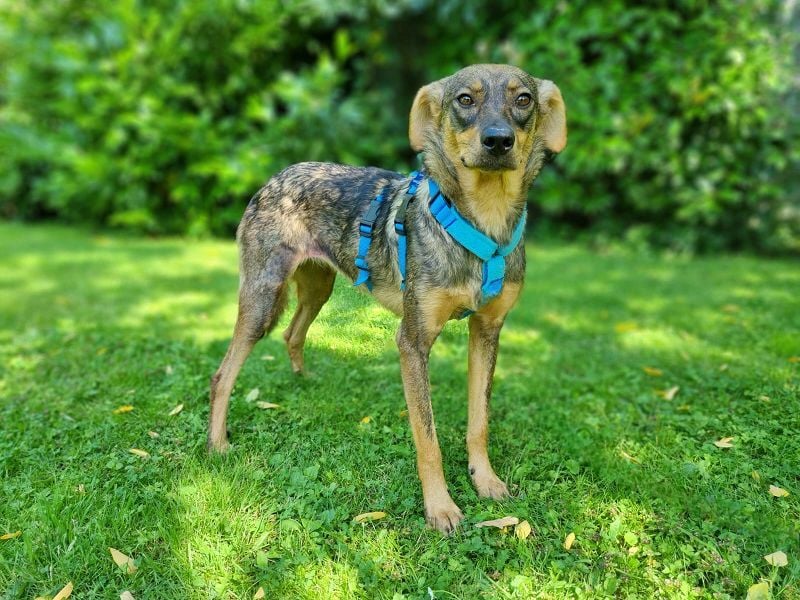 ♥FABIENNE♥ auf Pflegestelle bei Köln - sanfte, ruhige, noch etwas unsichere Hündin 53 cm