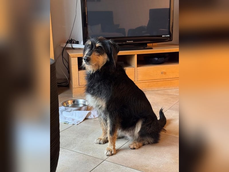 ♥PENNY♥ auf Pflegestelle in Köln - süße, anfangs noch vorsichtige Hündin 53 cm
