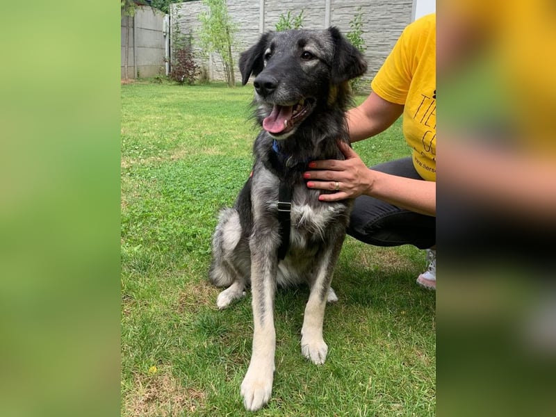 ♥ALITA♥ Pflegestelle dringend gesucht - wunderschöne, aufgeschlossene Herdenschutz-Mix-Hündin 59 cm