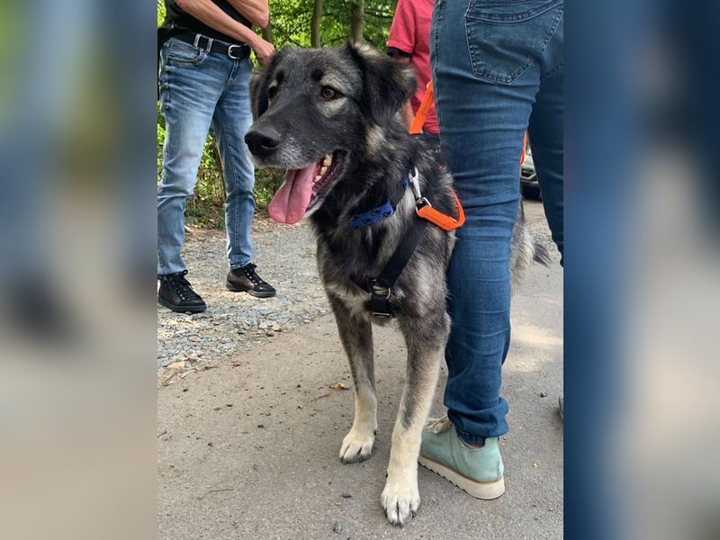 ♥ALITA♥ Pflegestelle dringend gesucht - wunderschöne, aufgeschlossene Herdenschutz-Mix-Hündin 59 cm