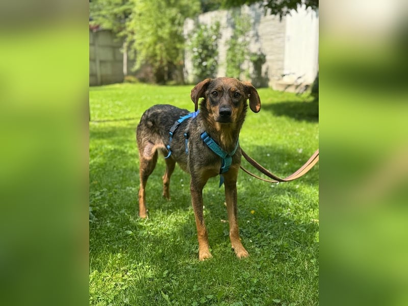 ♥FABIENNE♥ auf Pflegestelle bei Köln - sanfte, ruhige, anfangs noch etwas vorsichtige Hündin 53cm