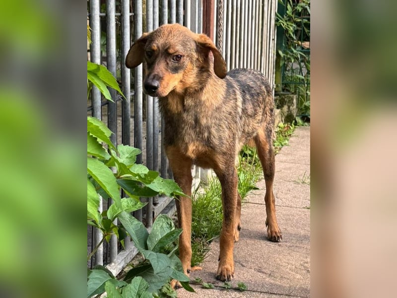 ♥FABIENNE♥ auf Pflegestelle bei Köln - sanfte, ruhige, noch etwas unsichere Hündin 53 cm