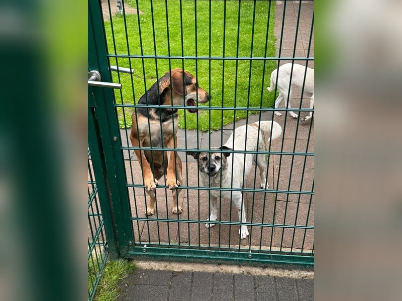 ♥NANCY♥ neu auf Pflegest bei Köln - unglaublich liebe, sanfte, ruhige und unkomplizierte Hündin 44cm