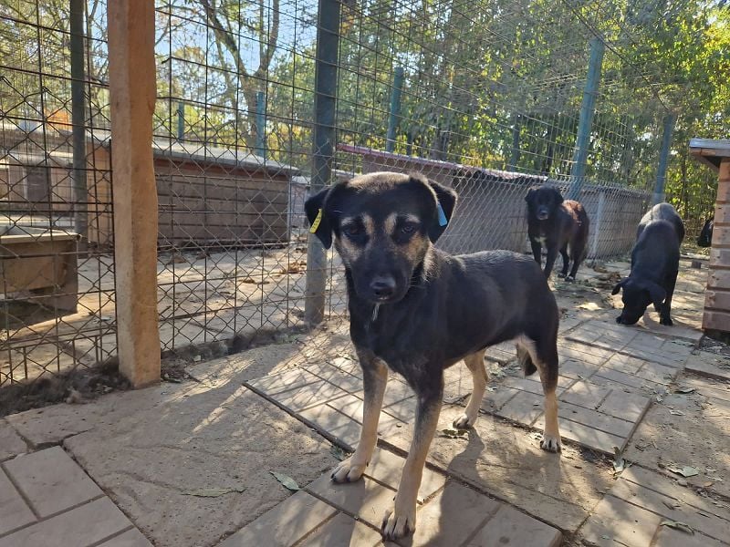 ♥JETTE♥ ganz süße, liebe, anfangs noch vorsichtige Hündin 45 cm