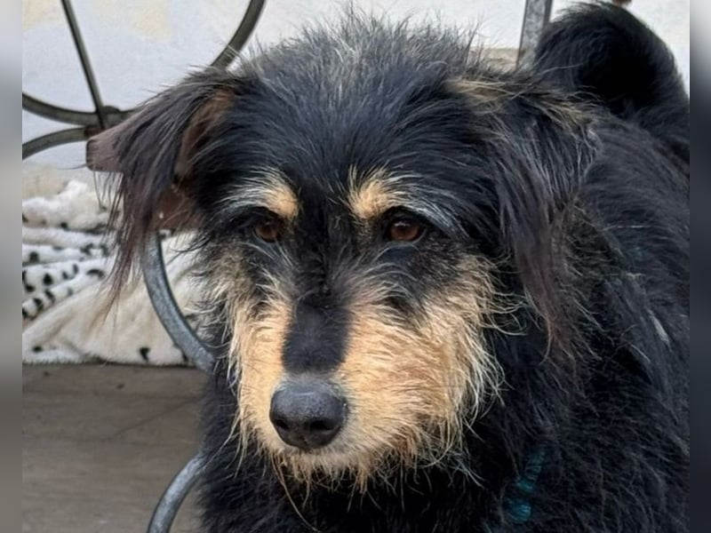♥PENNY♥ auf Pflegestelle in Köln - süße, anfangs noch vorsichtige Hündin 53 cm
