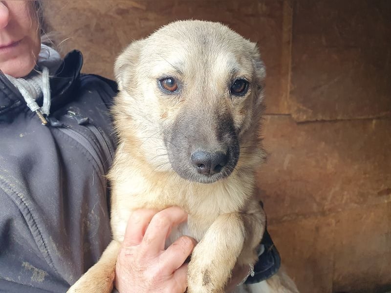 ♥BRENDA♥ ganz süße, noch etwas schüchterne Juniorin 39 cm (noch etwas wachsend)