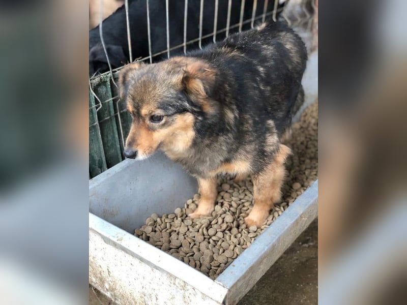 ♥DUFFY♥süße kleine noch schüchterne Hündin,die bei hundeerfahrenen Menschen sicher bald auftaut 36cm