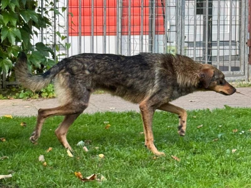 ♥FABIENNE♥ auf Pflegestelle bei Köln - sanfte, ruhige, noch etwas unsichere Hündin 53 cm