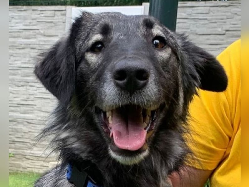 ♥ALITA♥ Pflegestelle dringend gesucht - wunderschöne, aufgeschlossene Herdenschutz-Mix-Hündin 59 cm