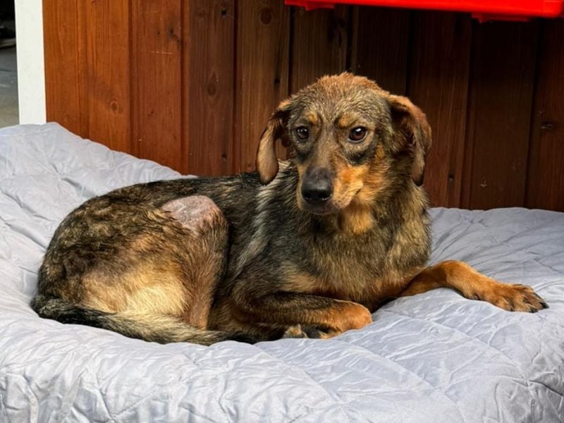 ♥FABIENNE♥ auf Pflegestelle bei Köln - sanfte, ruhige, noch etwas unsichere Hündin 53 cm