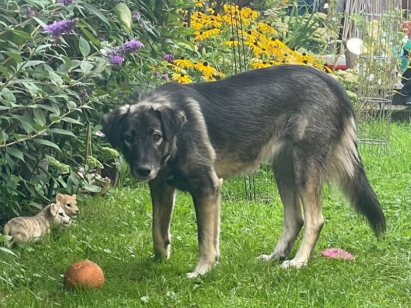 ♥ALITA♥ Pflegestelle dringend gesucht - wunderschöne, aufgeschlossene Herdenschutz-Mix-Hündin 59 cm