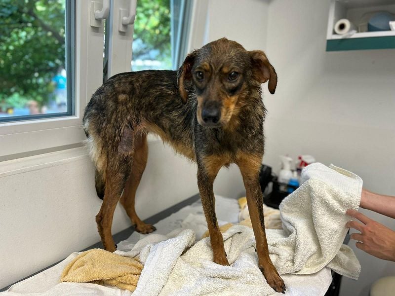 ♥FABIENNE♥ auf Pflegestelle bei Köln - sanfte, ruhige, noch etwas unsichere Hündin 53 cm