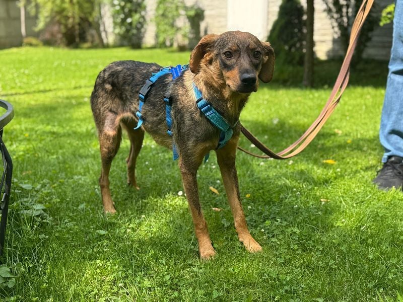 ♥FABIENNE♥ auf Pflegestelle bei Köln - sanfte, ruhige, noch etwas unsichere Hündin 53 cm