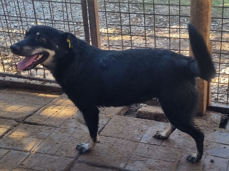 ♥LORETTA♥ ab 8. Aug auf Pflegestelle bei Köln - anhängliche, Wasser liebende, aktive süße Maus 48 cm