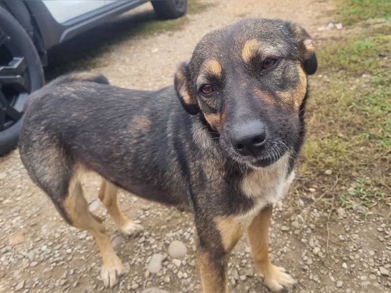 ♥CLIO♥ sehr menschenbezogene und zutrauliche Schmusebacke, die mal angefahren wurde 48 cm