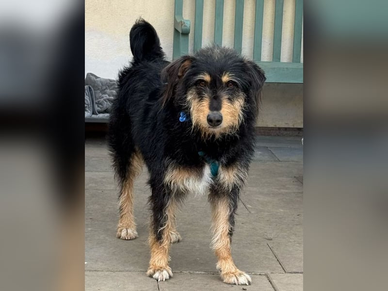 ♥PENNY♥ auf Pflegestelle in Köln - süße, anfangs noch vorsichtige Hündin 53 cm