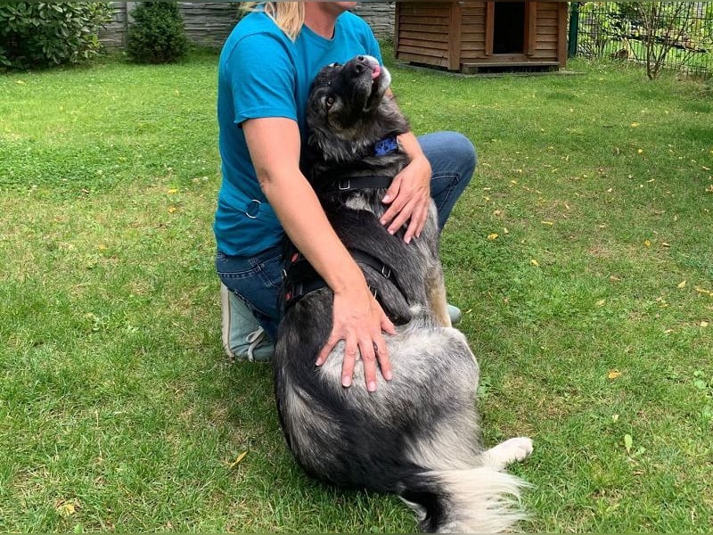 ♥ALITA♥ Pflegestelle dringend gesucht - wunderschöne, aufgeschlossene Herdenschutz-Mix-Hündin 59 cm