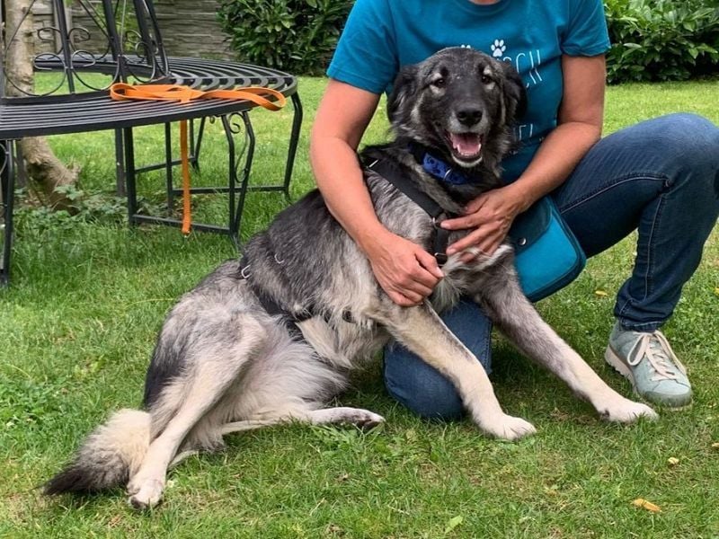 ♥ALITA♥ Pflegestelle dringend gesucht - wunderschöne, aufgeschlossene Herdenschutz-Mix-Hündin 59 cm