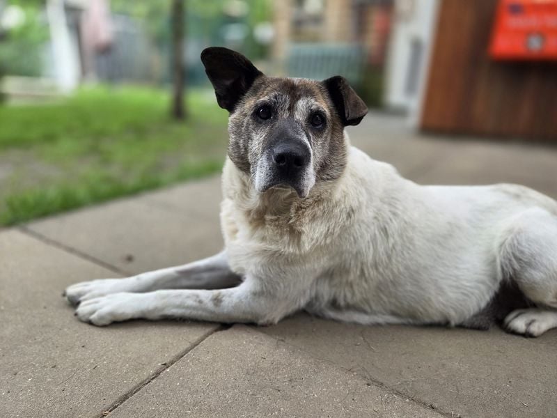 ♥NANCY♥ neu auf Pflegest bei Köln - unglaublich liebe, sanfte, ruhige und unkomplizierte Hündin 44cm