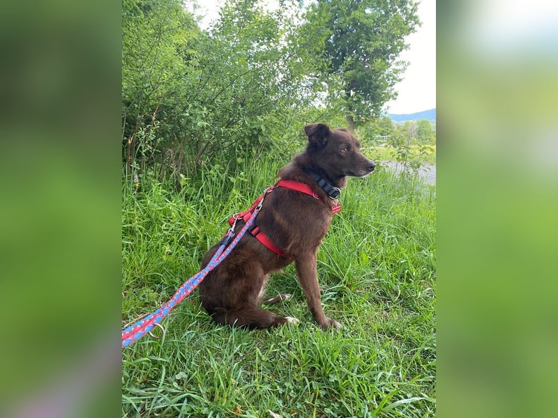 ♥JENNY♥ auf Pflegestelle bei Duisburg - süße, ganz liebe, noch etwas unsichere Hündin 46 cm