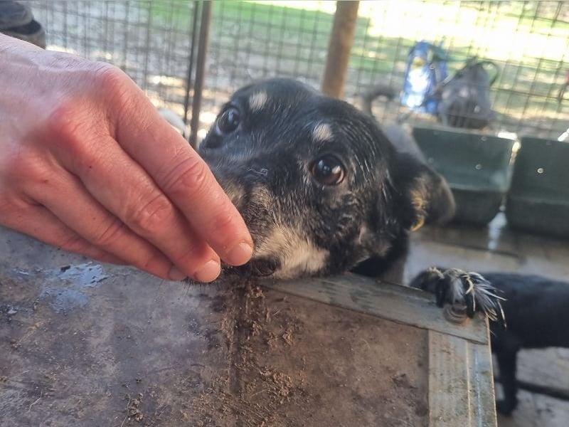 ♥LORETTA♥ ab 8. Aug auf Pflegestelle bei Köln - anhängliche, Wasser liebende, aktive süße Maus 48 cm