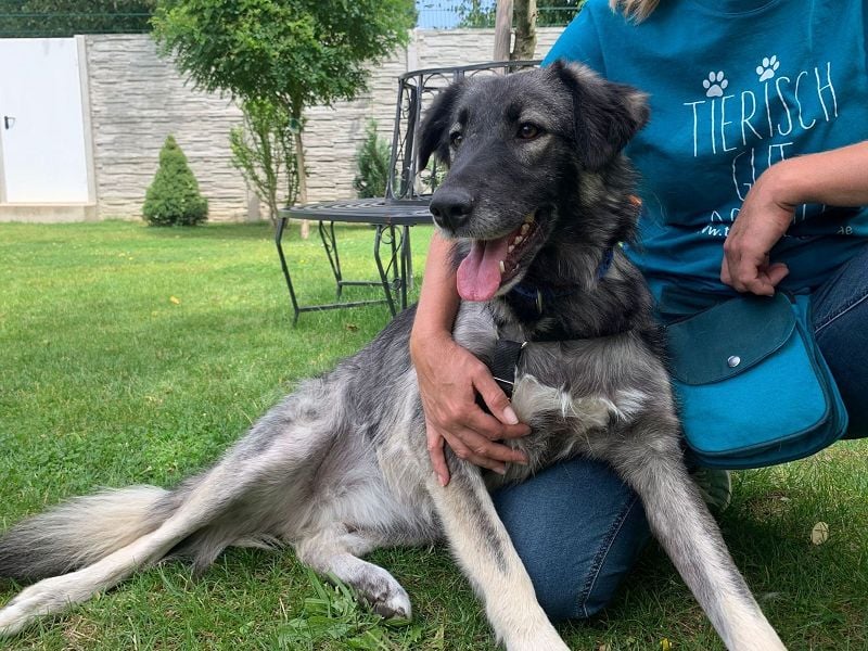 ♥ALITA♥ Pflegestelle dringend gesucht - wunderschöne, aufgeschlossene Herdenschutz-Mix-Hündin 59 cm