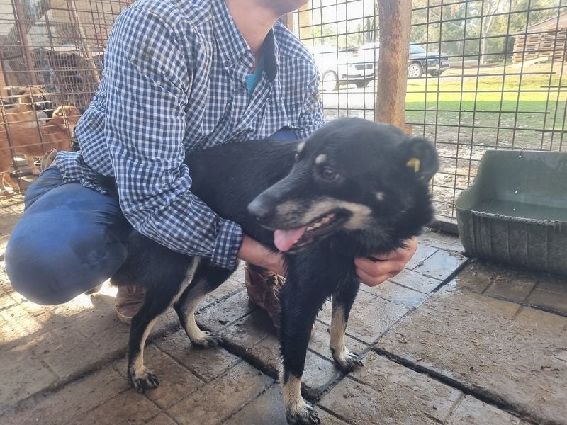 ♥LORETTA♥ ab 8. Aug auf Pflegestelle bei Köln - anhängliche, Wasser liebende, aktive süße Maus 48 cm