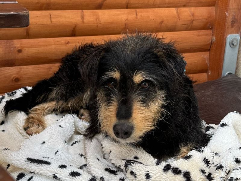 ♥PENNY♥ auf Pflegestelle in Köln - süße, anfangs noch vorsichtige Hündin 53 cm