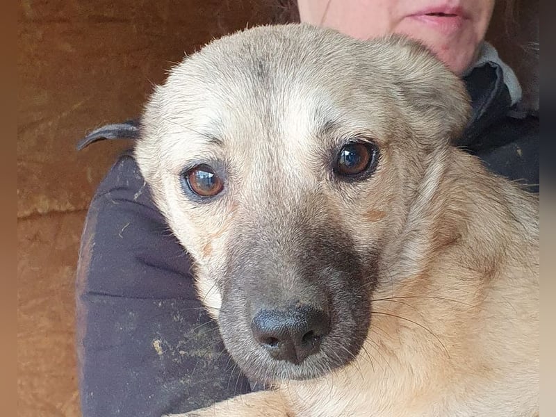 ♥BRENDA♥ ganz süße, noch etwas schüchterne Juniorin 39 cm (noch etwas wachsend)