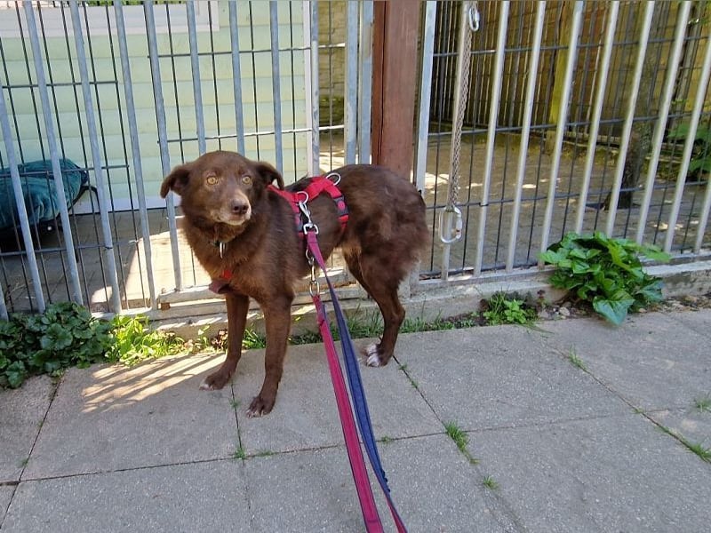 ♥JENNY♥ auf Pflegestelle bei Duisburg - süße, ganz liebe, noch etwas unsichere Hündin 46 cm