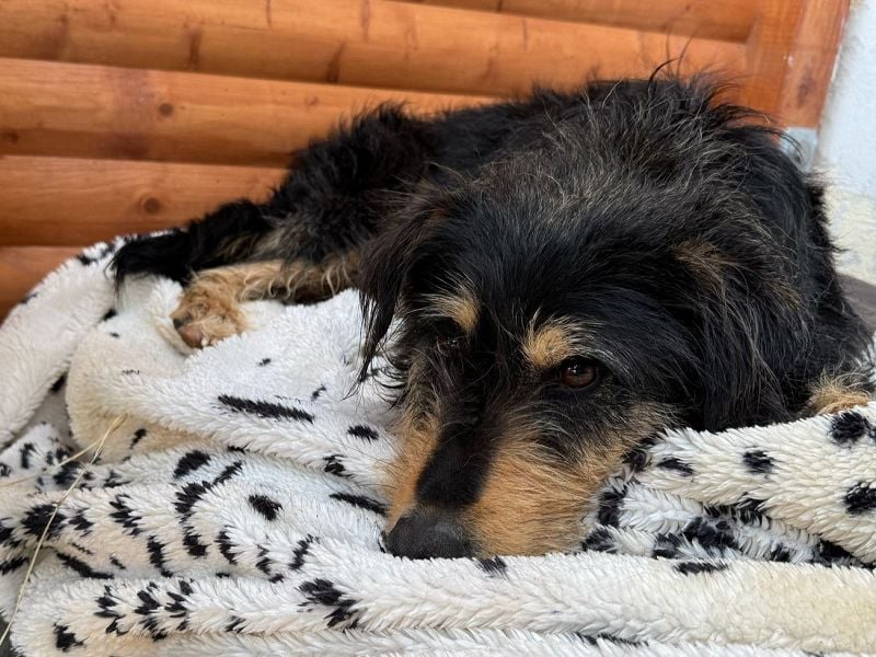 ♥PENNY♥ auf Pflegestelle in Köln - süße, anfangs noch vorsichtige Hündin 53 cm