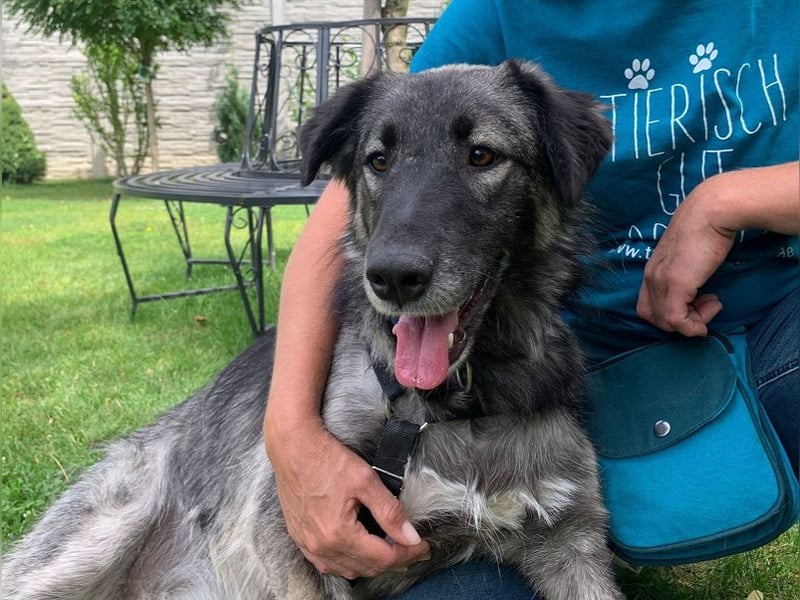 ♥ALITA♥ Pflegestelle dringend gesucht - wunderschöne, aufgeschlossene Herdenschutz-Mix-Hündin 59 cm
