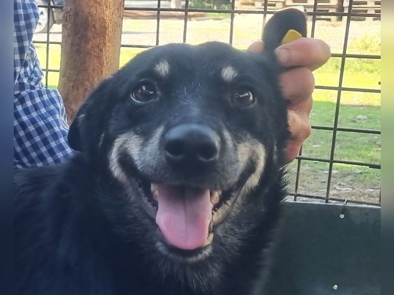 ♥LORETTA♥ ab 8. Aug auf Pflegestelle bei Köln - anhängliche, Wasser liebende, aktive süße Maus 48 cm
